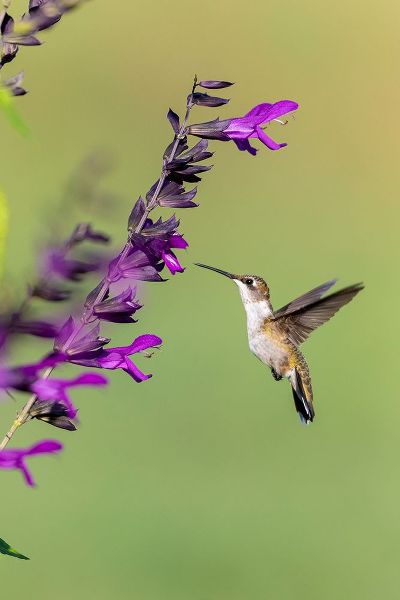 Day, Richard and Susan 아티스트의 Ruby-throated Hummingbird-Archilochus colubris-at Salvia Purple and Bloom-Salvia guaranitica-Marion작품입니다.